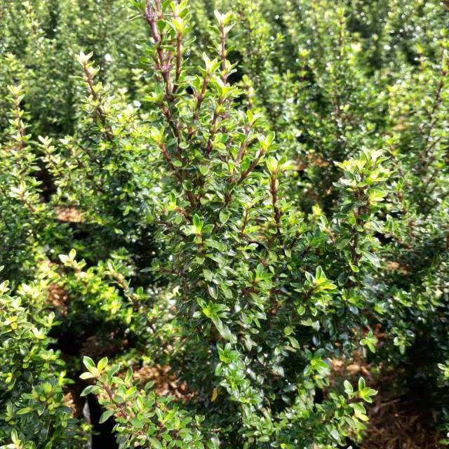 tanaman seribu bintang