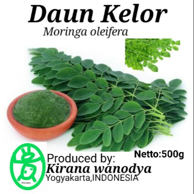 

Daun Kelor Bubuk 500g Moringa oleifera - Kirana