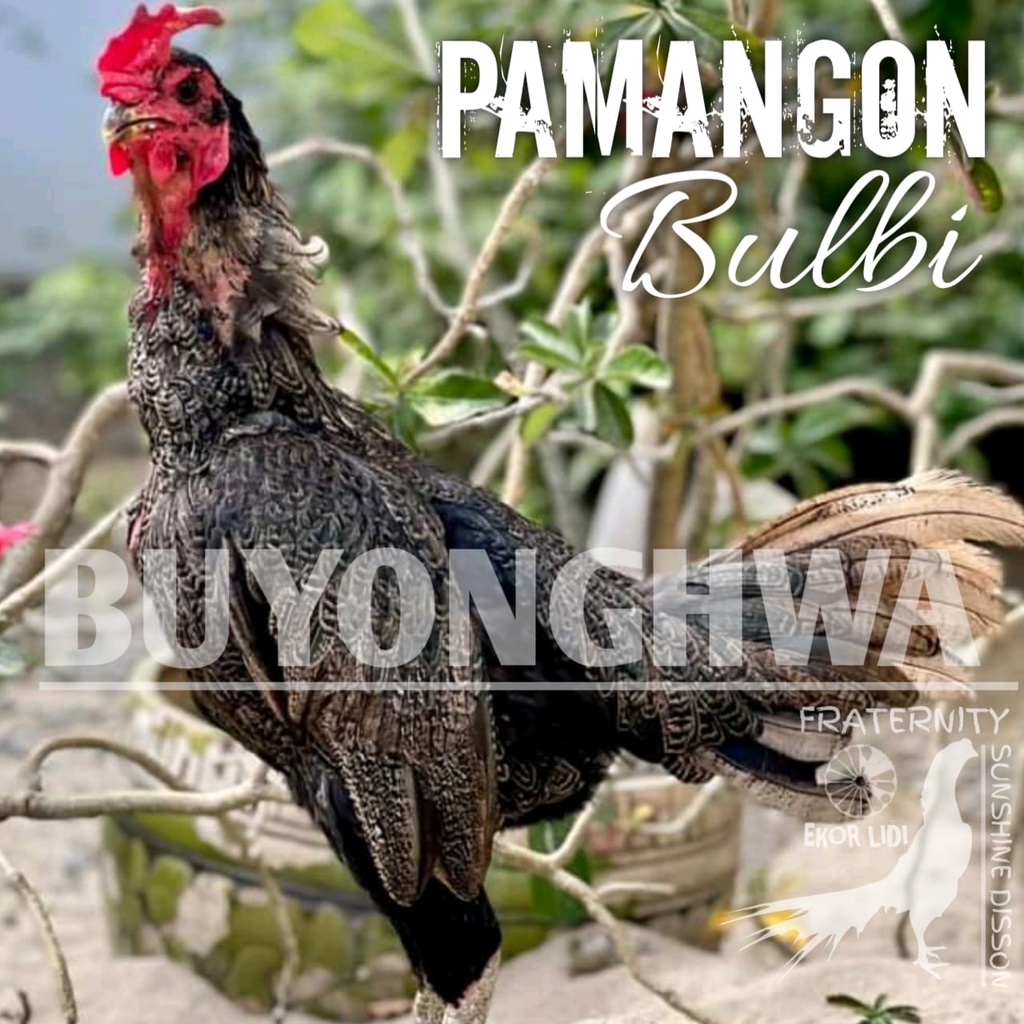 ayam pama ninja bulbi telur fertil anti lick