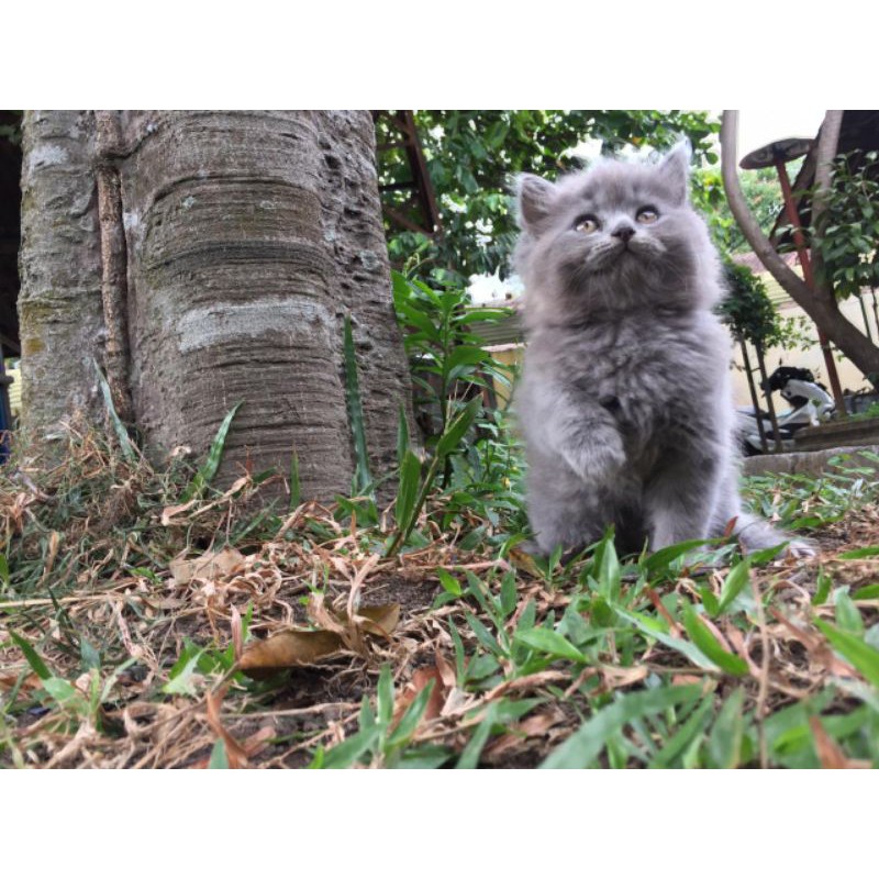 Kucing Persia Flatnose Blue Solid Joss