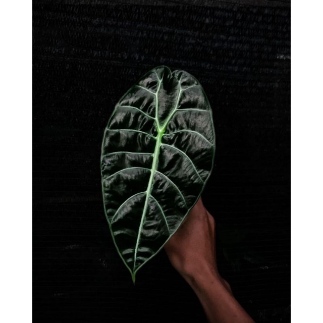 Alocasia watsoniana rawatan