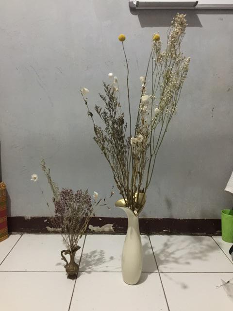 Acroclinium Rodanthe Manglesii Bunga Kering Asli 1 Ikat Import Dried Flower Preserved Flower