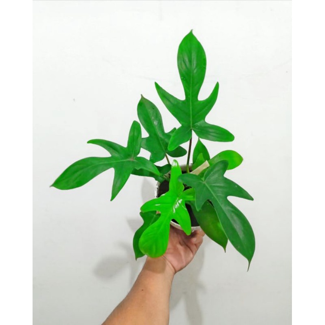 Tanaman Philodendron florida ghost beauty