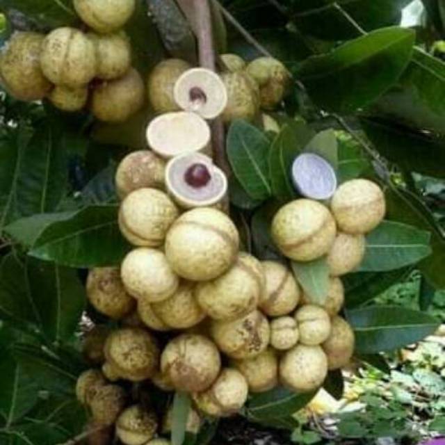 bibit tanaman buah kelengkeng MATALADA | Shopee Indonesia