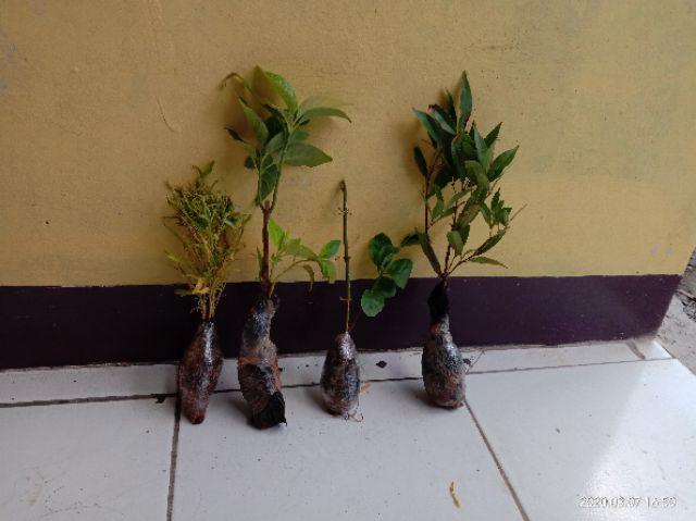 Tanaman Hias Brokoli Kuning/akasia Kuning