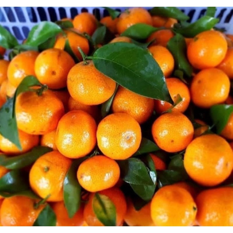 JERUK SANTANG MADU/ jeruk santang fresh 1kg/BUAH JERUK SANTANG KECIL MANIS FRESH