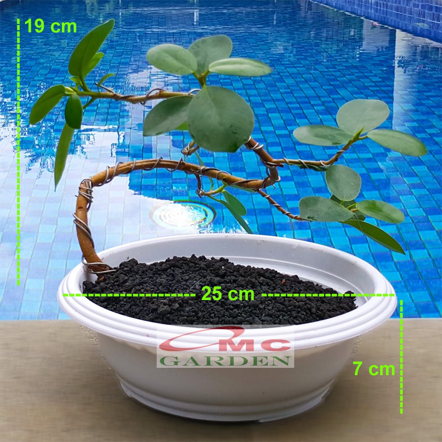 Tanaman Hias Pohon Bonsai Mame Beringin Korea Mini Dolar B-BK-007