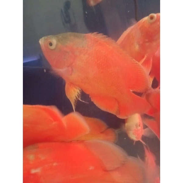 Oscar Paris Albino Red import Thailand pure 16-17 cm