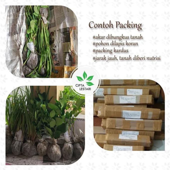 Jual Bibit Ginseng Jawa Som Jawa Tanaman Herbal C Ri Shopee Indonesia