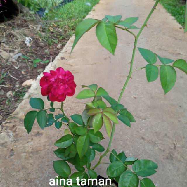 Pohon Bunga Mawar Bunga Ros Tanaman Bunga Mawar Bunga Ros Shopee Indonesia