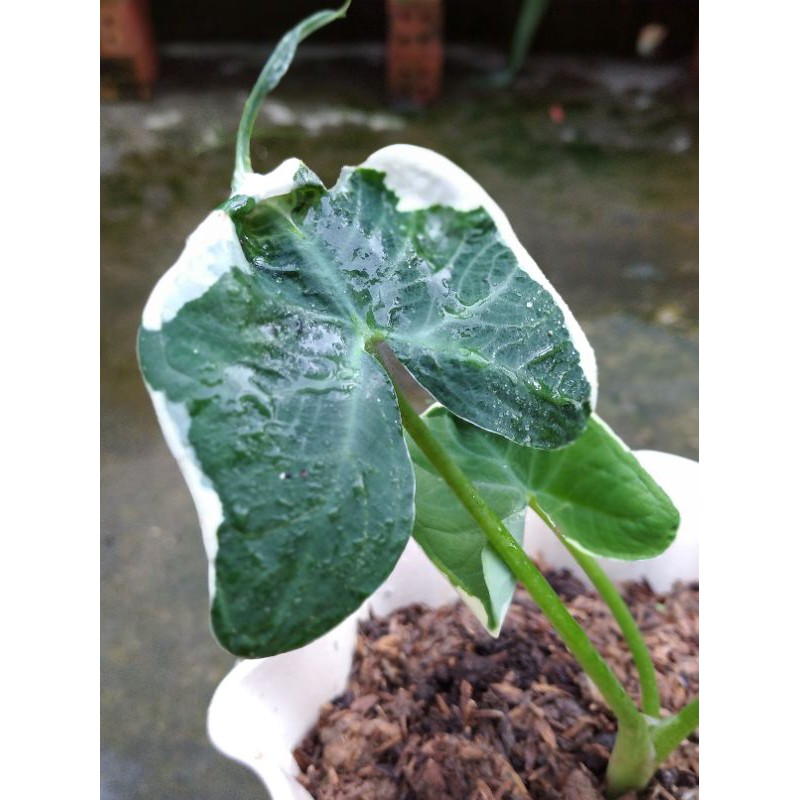 Keladi ekor tikus varigata