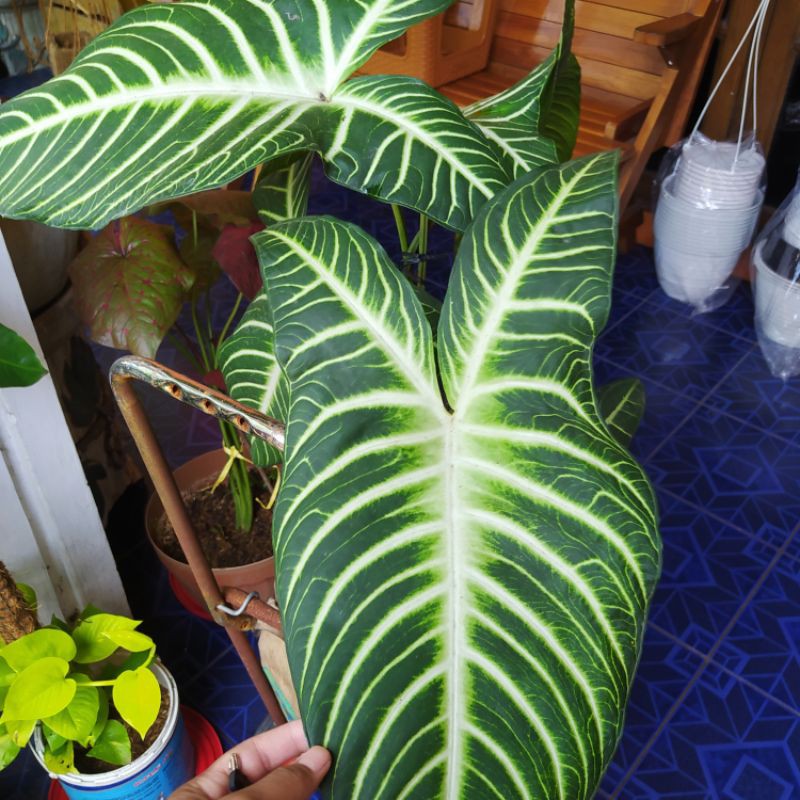 caladium lindenii antasoma, keladi zebra, antasoma