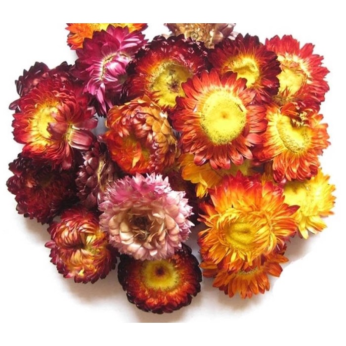 

Bracteantha Tea 25 Gr/Organic Herbal Tea 25 Gr