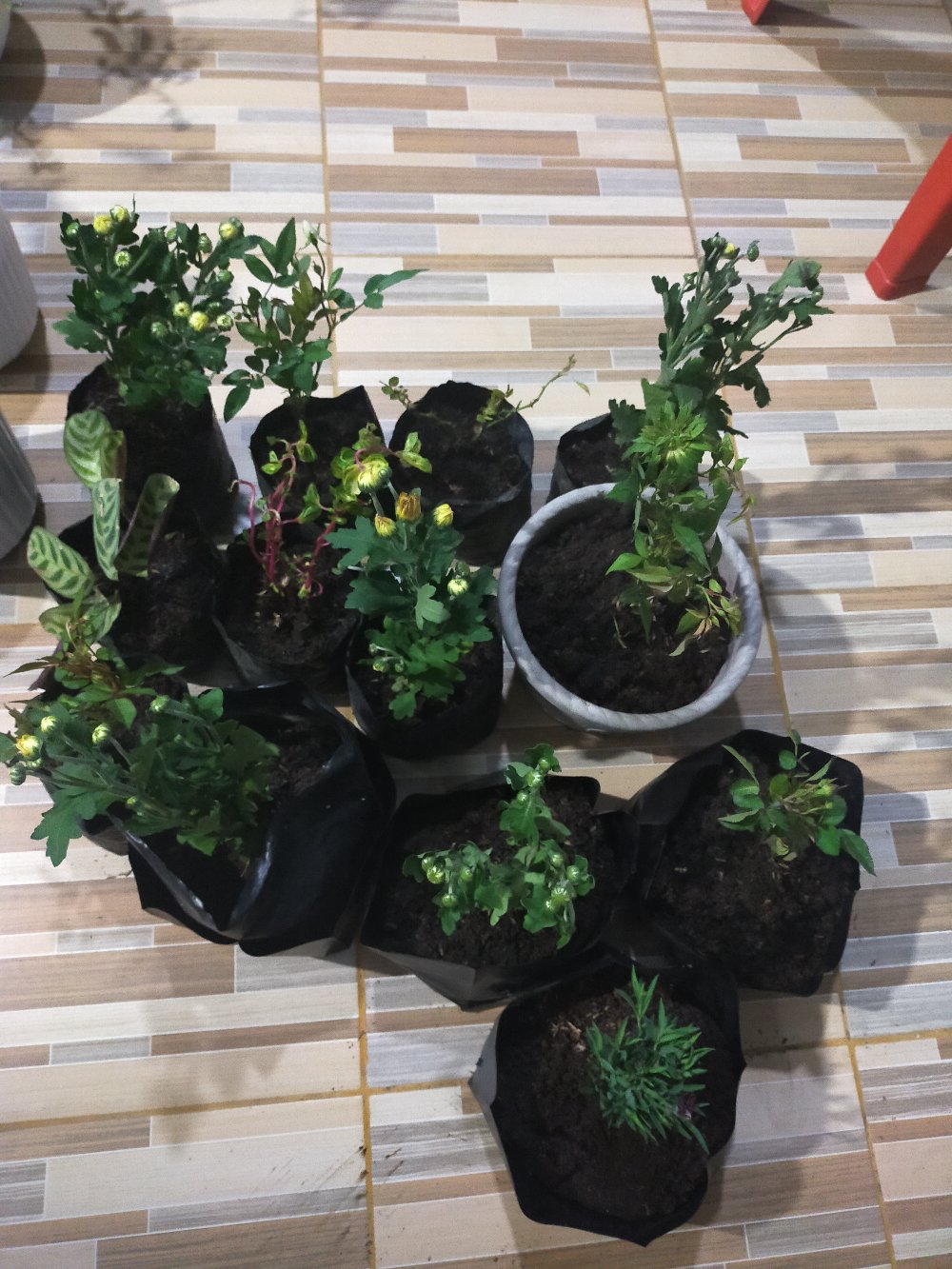 Tanaman Hias Dianthus Atau Anyelir Merah Murah