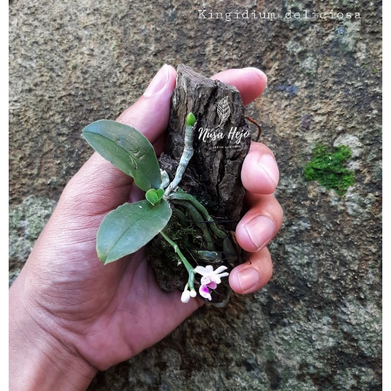 Kingidium deliciosa (Phalaenopsis) | Anggrek Mini Paludarium