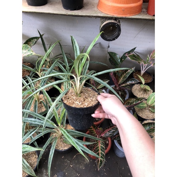 aglaonema bambu