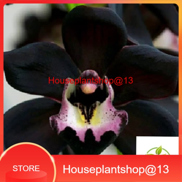 Bibit tanaman hias TanamaHias adenium Kamboja Hitam -HPS@13