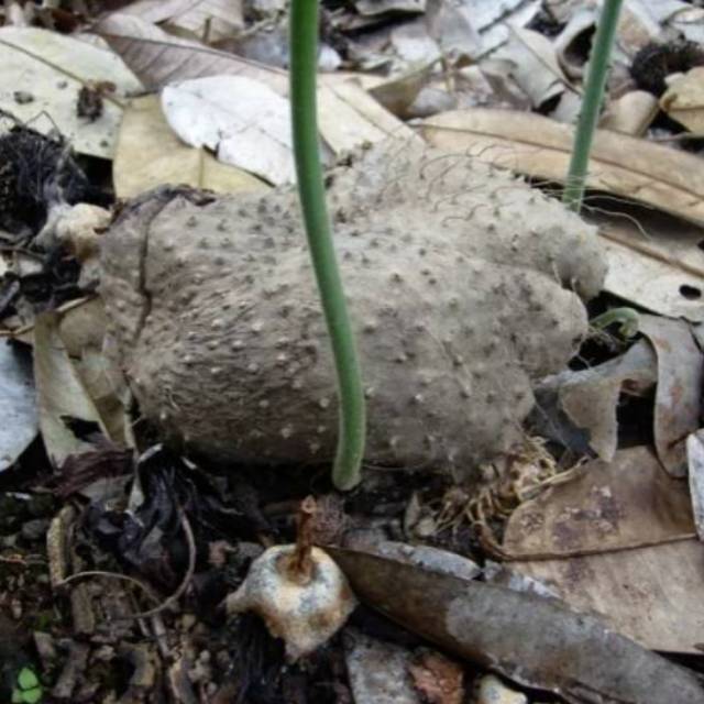 Umbi Gadung Kuning-Umbi Gadung Hutan Beracun