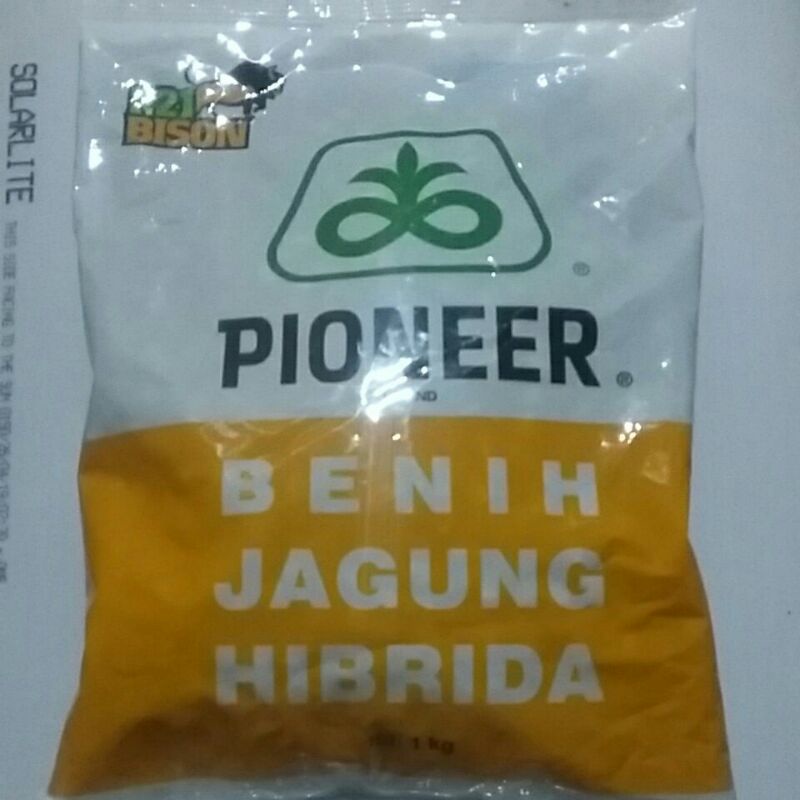 Benih Jagung Hibrida P21 Bison