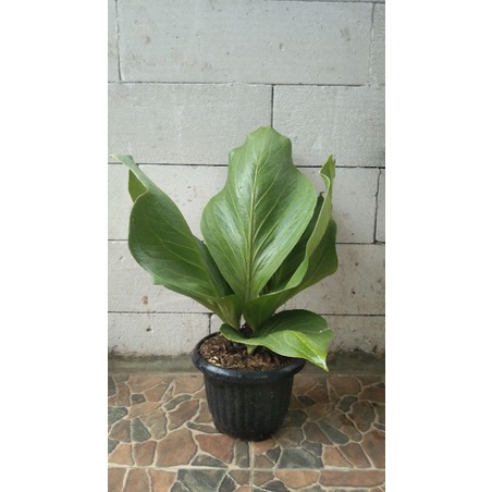Anthurium jemani cobra catalog dewasa