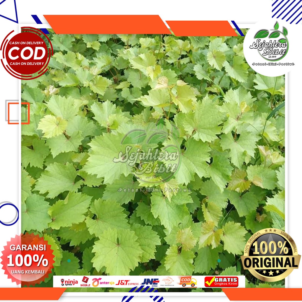 bibit ROOTSTOCK RED MASTER ISI 30 siap grafting