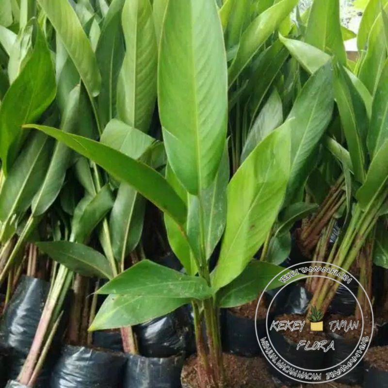Tanaman Hias Pisang Heliconia-Pisang Bali-Tanaman Hias Pisang Pisangan