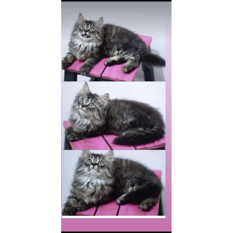 kucing nowergian mix mainecoon