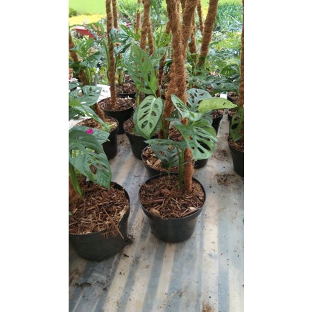 monstera adamsoni/janda bolong