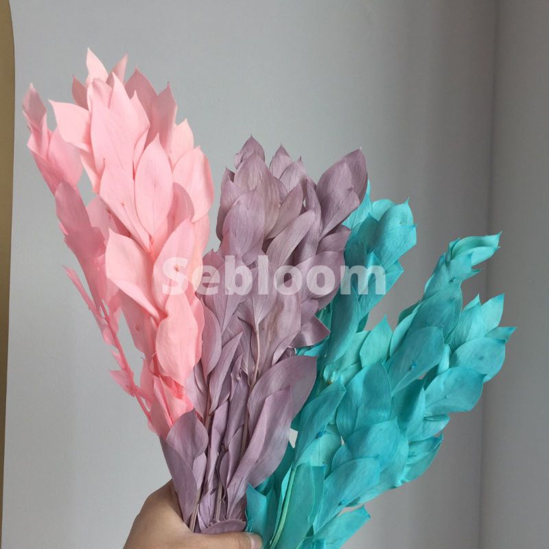 [1 BUNCH] Ruskus preserved colorful leaf / Ruskus kering / Ruskus preserved (bunga awetan)