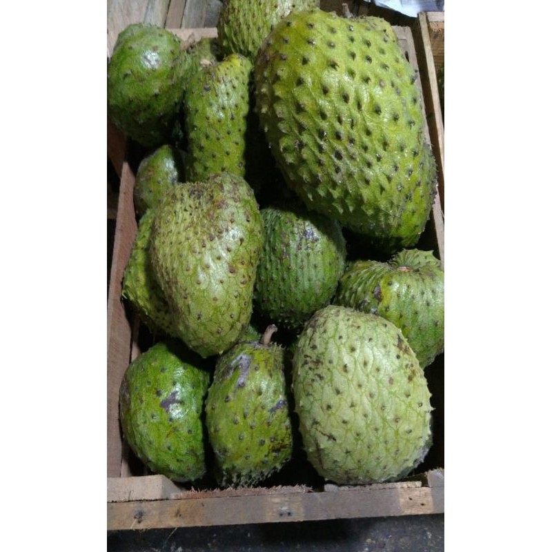 

Buah Sirsak 1kg
