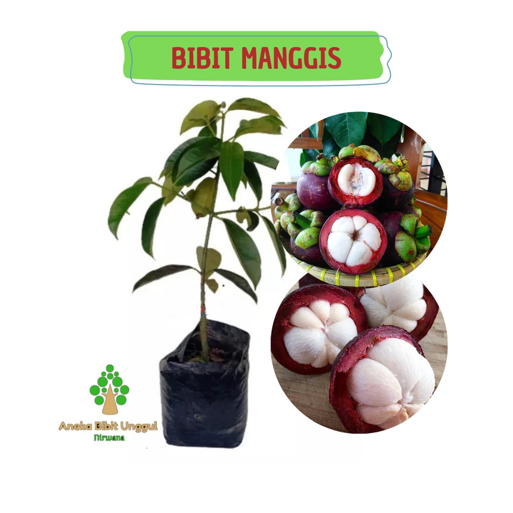 BIBIT BUAH MANGGIS - BIBIT MANGGIS - BUAH MANGGIS - BIBIT MANGGIS OKULASI - BIBIT MANGGIS GENJAH UNG
