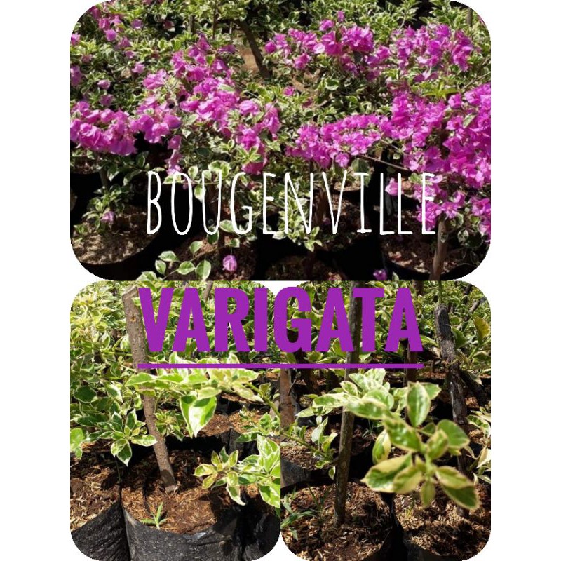 Bougenville varigata