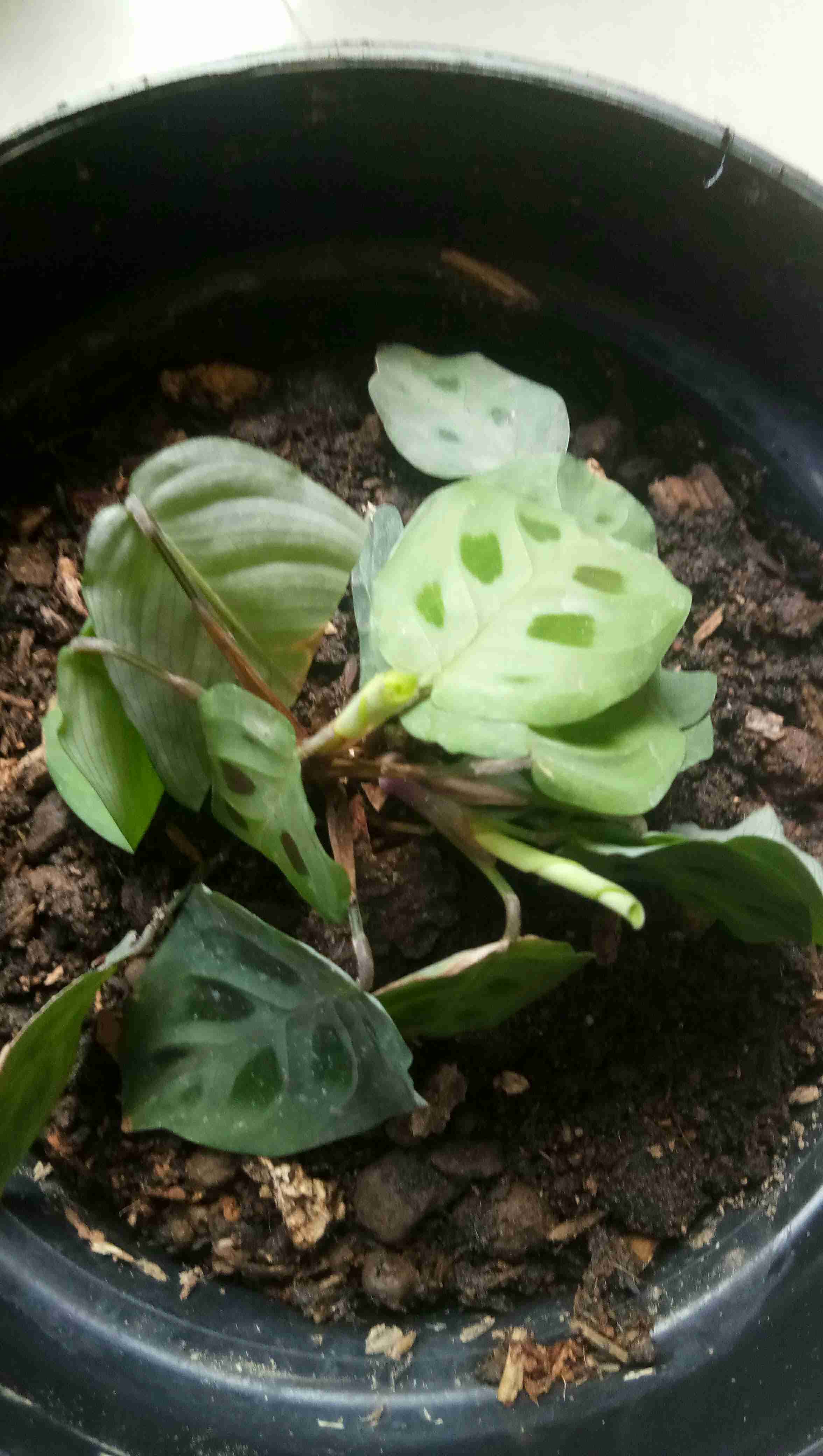 Calathea Levonero /kalatea Bibit Tanaman Hias Bunga