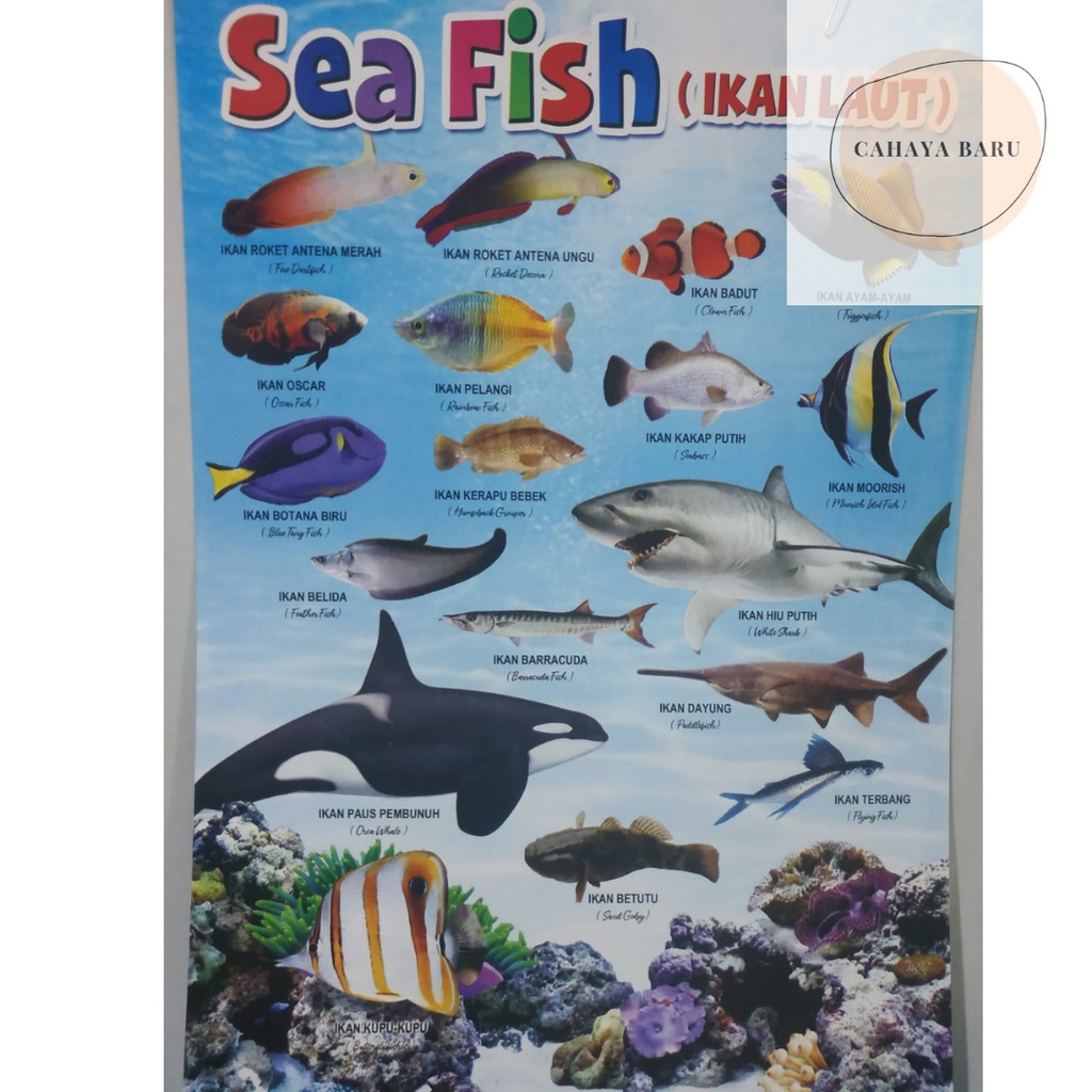 

Poster Edukasi Anak Mengenal Jenis Ikan Laut