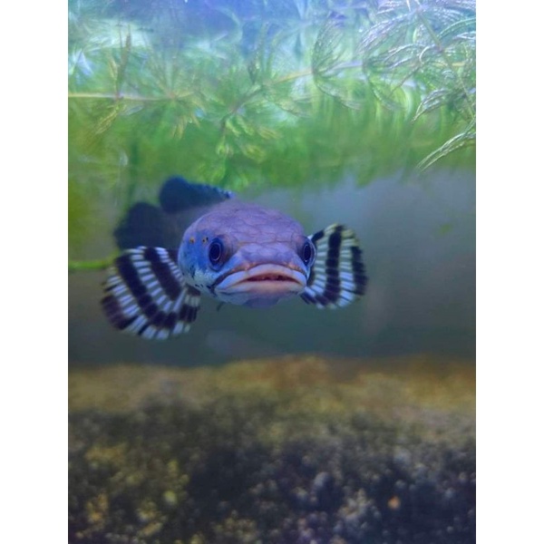 Channa Blue Pulchra 18cm