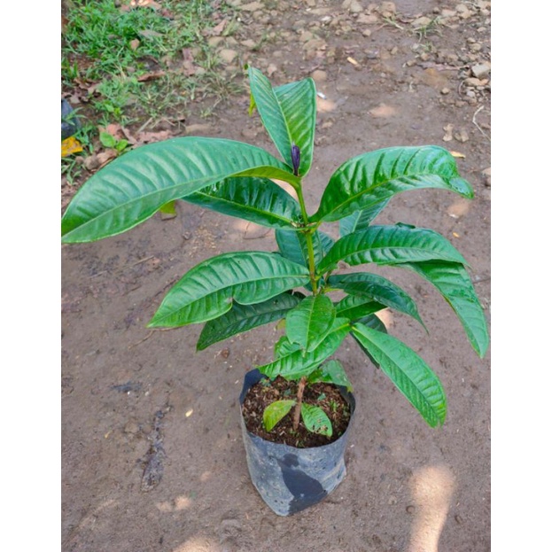 bibit pohon buah Kupa gowok unik dan langka