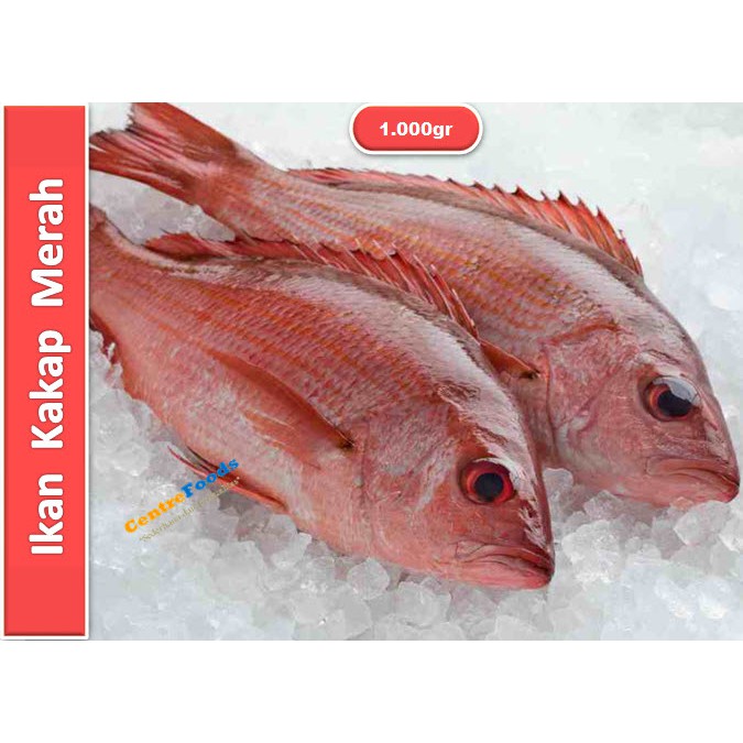 Jual Ikan Kakap Merah Fresh Utuh [ Harga Per Kg ] Shopee Indonesia