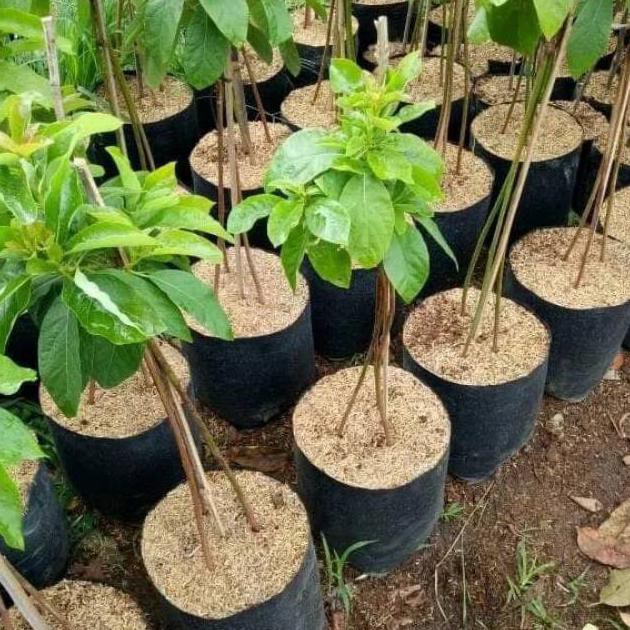 BIBIT ALPUKAT MIKI KAKI 3 CL3O