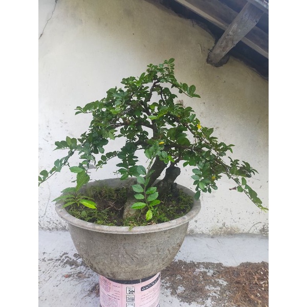 bonsai serut size siap pajang