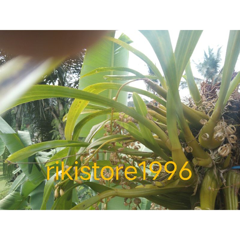 promo Bibit anggrek Hutan liar segar siap berbunga