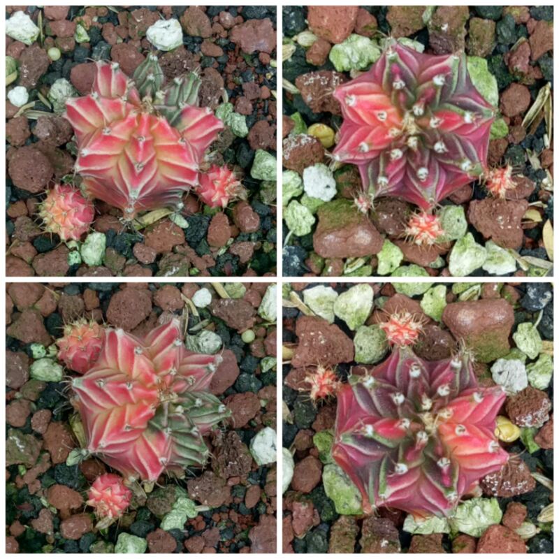 Kaktus Gymno Mihanovichii Starfire