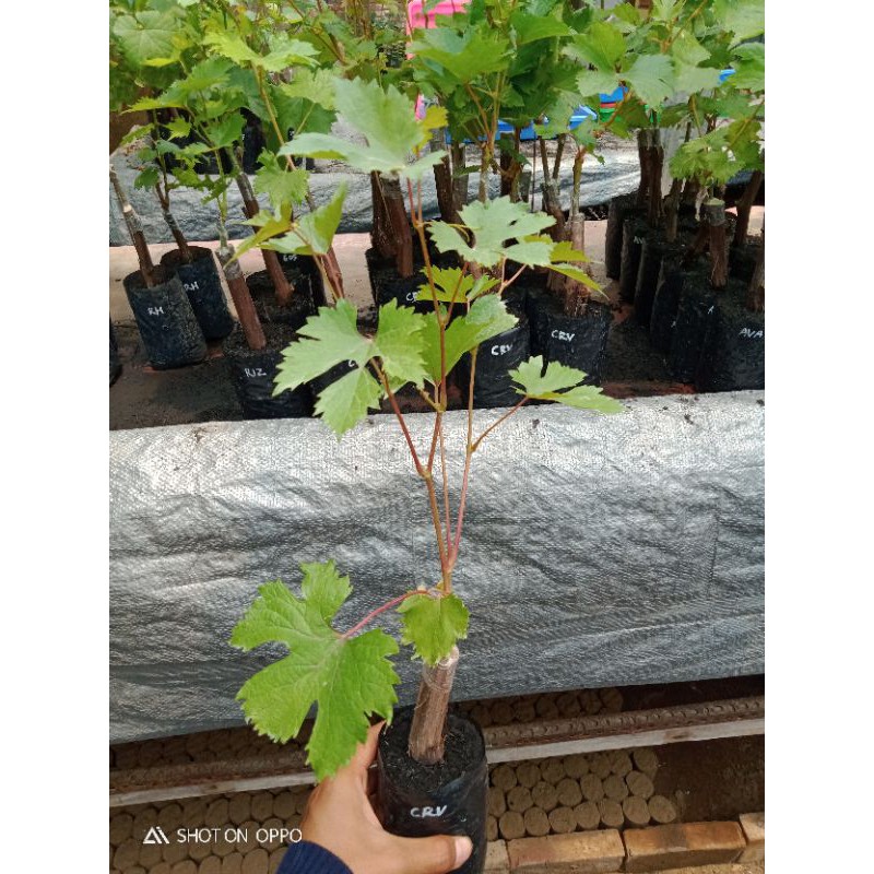 Bibit Anggur Import Carnival Import