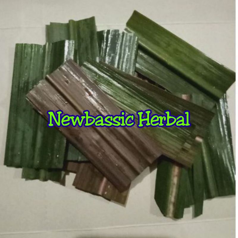 

daun tebu ireng daun tebu hitam