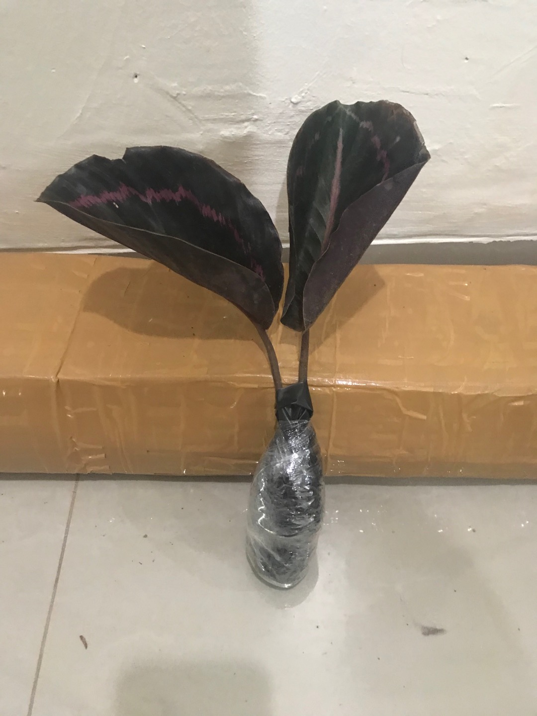 Tanaman Hias Calathea Black Lipstik - Pohon Kalatea Black Lipstik