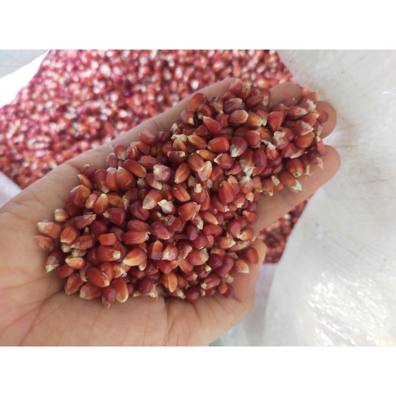 jagung kristal manggis - jagung pakan burung