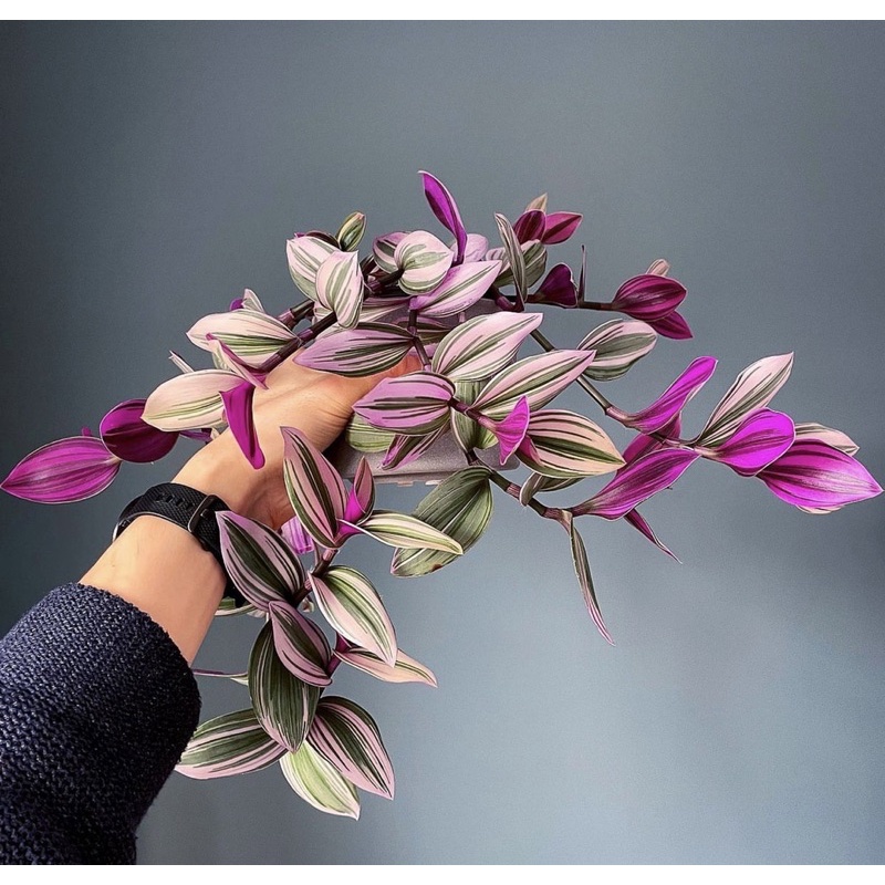 Tanaman hias zebrina gantung-tanaman hidup-bunga hidup-tanaman hias hidup-bunga hias hidup