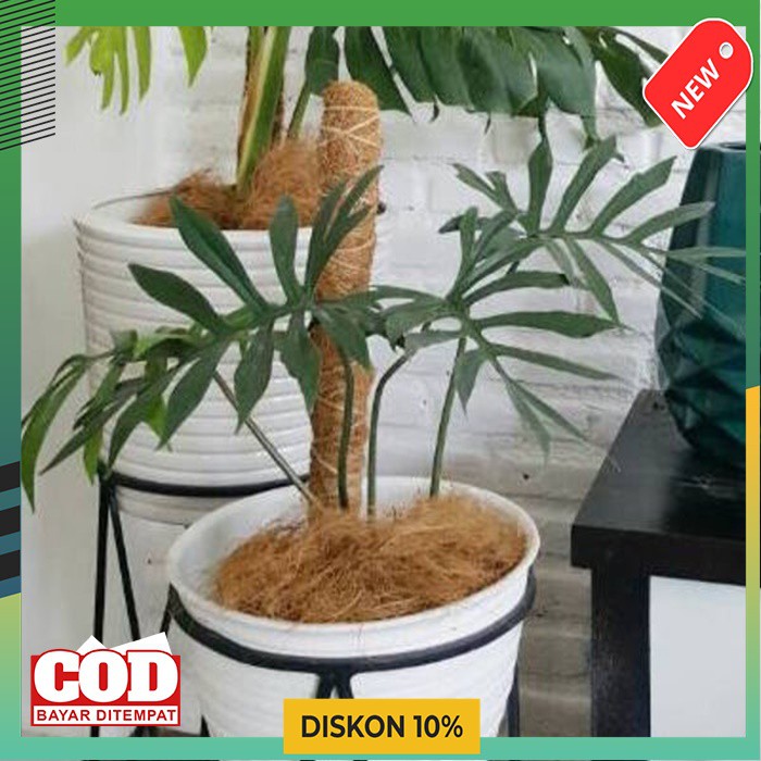 Turus Bambu Penyangga Tanaman