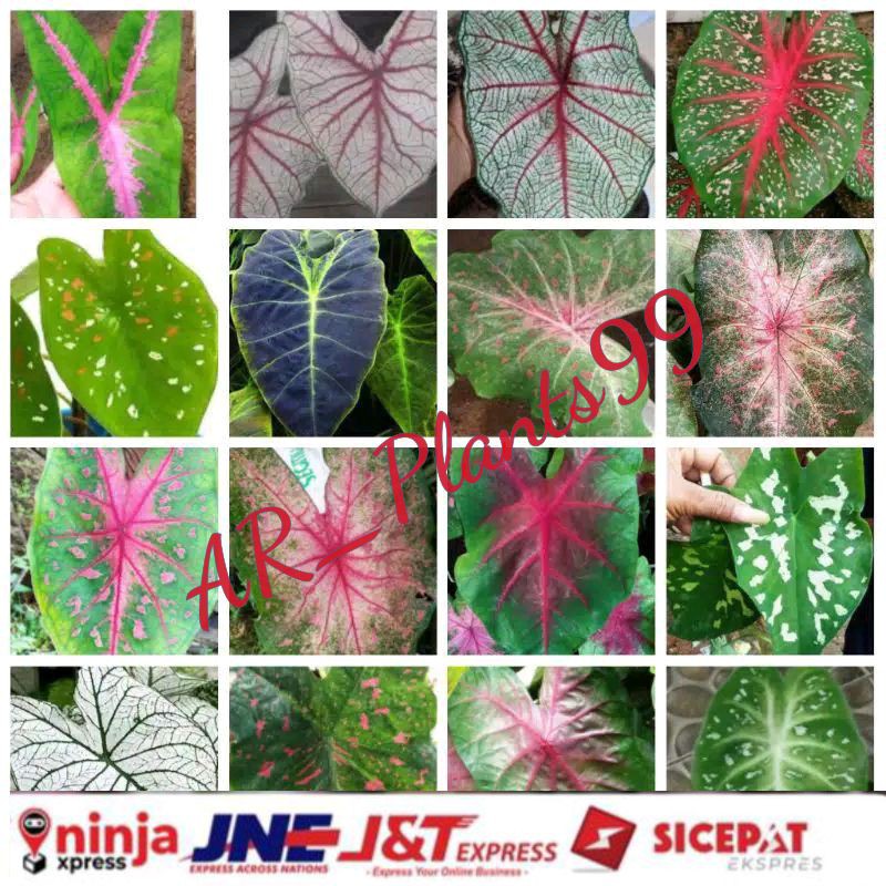 Bibit umbi tanaman hias caladium | alocasia monstera