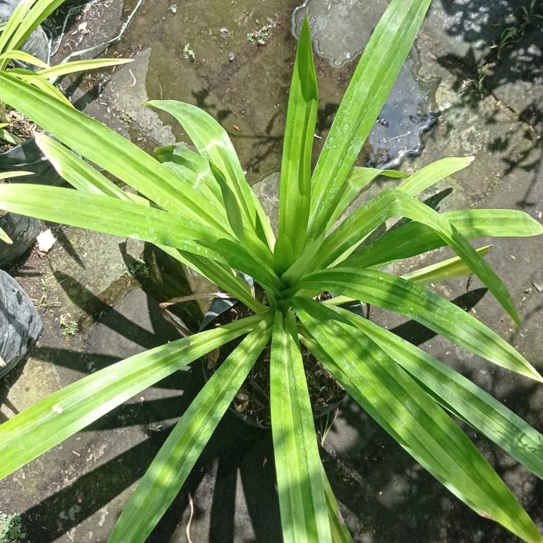 bibit padan wagi daun pandan wangi pengharum masakan atau minuman