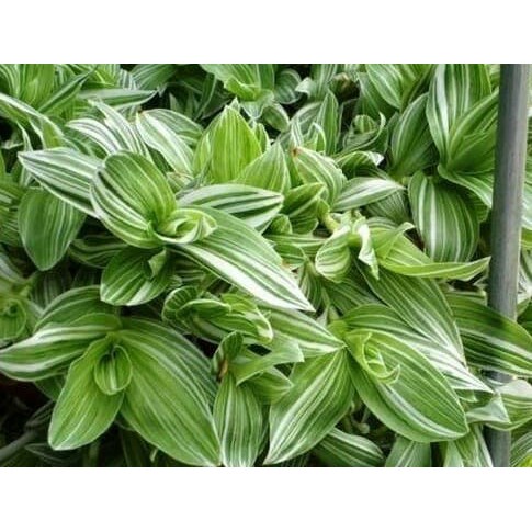 tanaman gantung tradescantia fluminensis